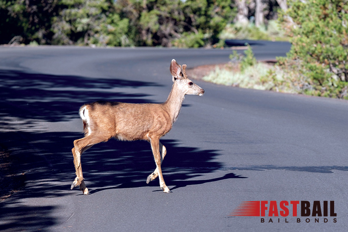 What To Do If You Hit An Animal On The Road In California