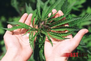 California’s Drug Cultivation Laws