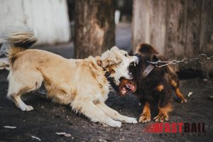 Neighbor Animal Disputes